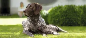 Hundefoder i bedste kvalitet